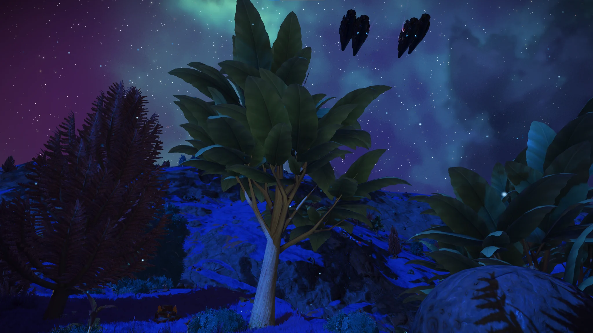 V. Snadojecus in habitat at Serene Basin