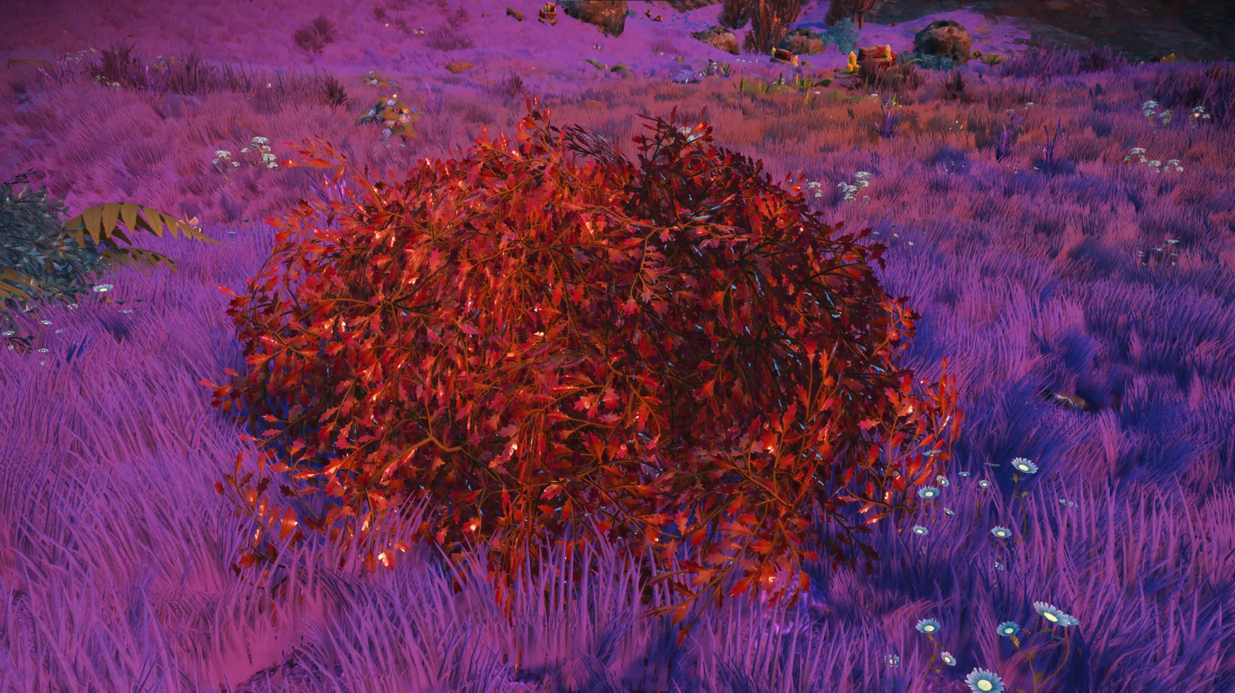 W. Wavbulae in habitat at Serene Basin