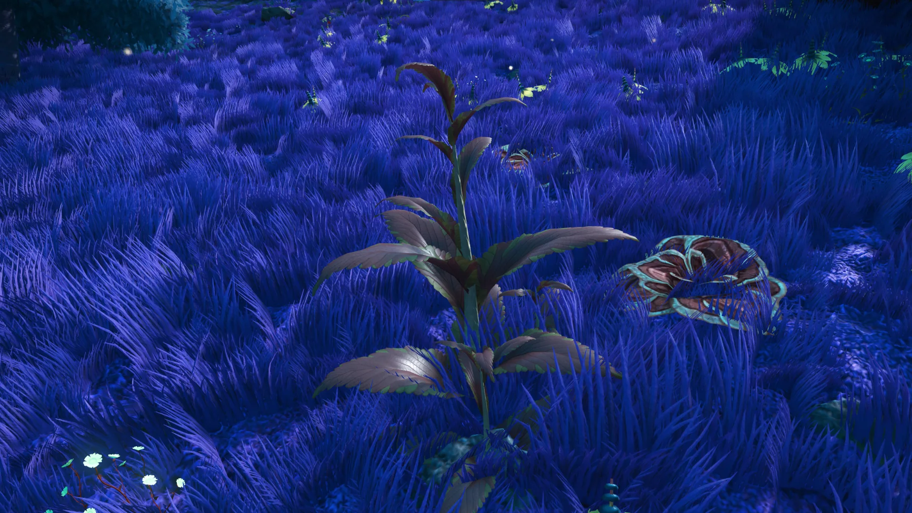 Z. Warthexae in habitat at Serene Basin